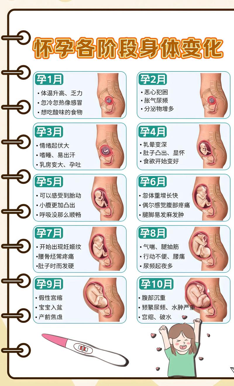 揭秘供卵代孕妈妈怀孕小腹分两节，孕期变化的奥秘大理代生机构: